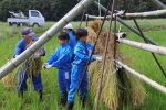 笹岡小学校の子供たちが稲を手刈り＆はざ掛け